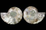 Cut & Polished Ammonite Fossil - Agatized #91179-1
